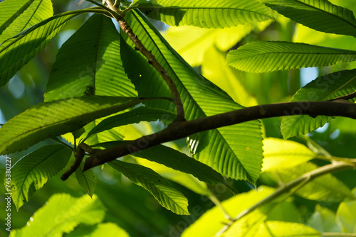 close up of leaves against the sun, happy foliage background - green, healthy