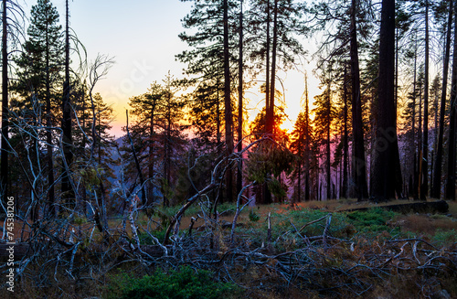 sunset in the forest Sequoia National Park