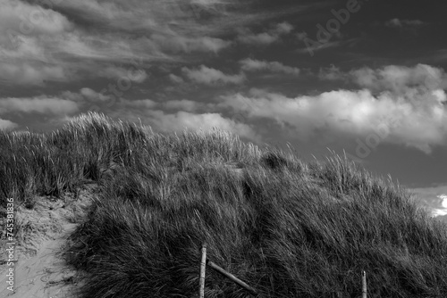 Grass on the dune of the sea coast