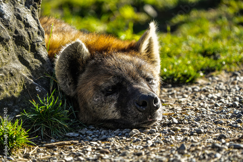 close up portrait of the head  sleepy  of a spotted hyena  sleeping  fur  close up