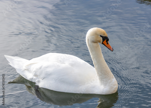 Photography Adult White Swan (Cygnus olor) on Bull Island, Dublin Coast, Ireland