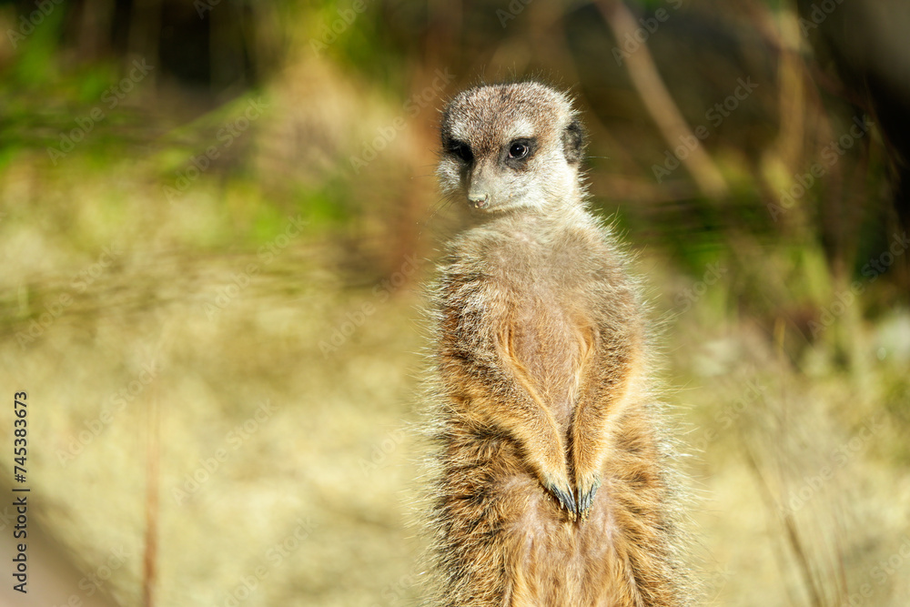 Fototapeta premium portrait of a meerkat, standing guard in the zurich zoo - african meerkat, fur, fluffy, cute