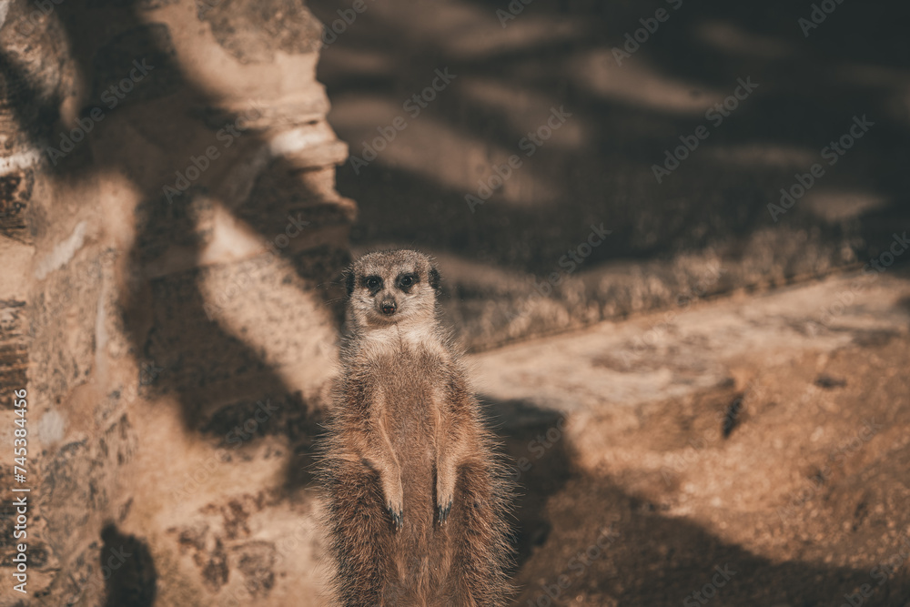 Fototapeta premium portrait of a meerkat, standing guard in the zurich zoo - african meerkat, fur, fluffy, cute