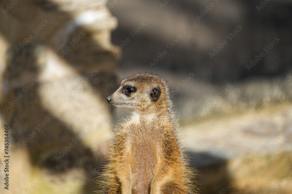 portrait of a meerkat, standing guard in the zurich zoo - african meerkat, fur, fluffy, cute portrait of a meerkat, standing guard in the zurich zoo - african meerkat, fur, fluffy, cute
