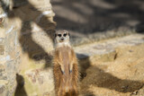 portrait of a meerkat, standing guard in the zurich zoo - african meerkat, fur, fluffy, cute