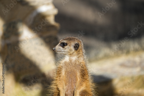 portrait of a meerkat, standing guard in the zurich zoo - african meerkat, fur, fluffy, cute © Soaps