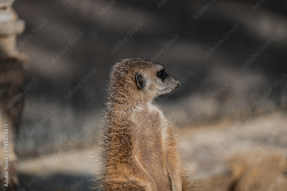 Fototapeta premium portrait of a meerkat, standing guard in the zurich zoo - african meerkat, fur, fluffy, cute