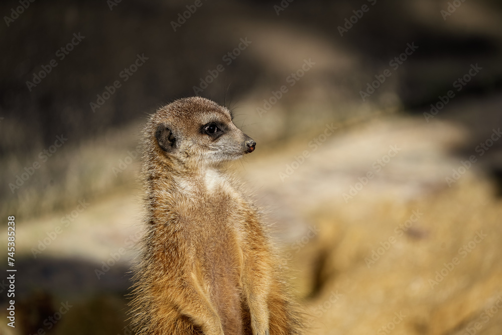 Fototapeta premium portrait of a meerkat, standing guard in the zurich zoo - african meerkat, fur, fluffy, cute