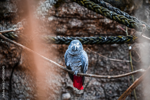portrait of a grey gray parrot in the zoo photo