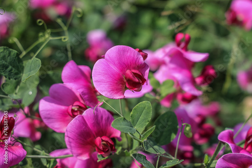 Fototapeta Naklejka Na Ścianę i Meble -  Flowers of sweet pea in summer.The sweet pea, Lathyrus odoratus, is a flowering plant in the genus Lathyrus in the family Fabaceae (legumes).