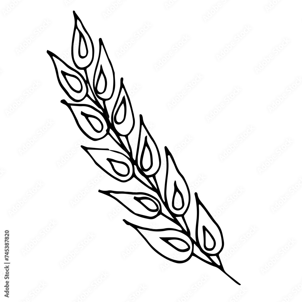 spikelet, wheat, tattoo, sketch, freehand drawing, floristry, , contour, one line, vector, twig, leaves, petal, leaves, nature, organics spikelet, wheat, tattoo, sketch, freehand drawing, floristry, , contour, one line, vector, twig, leaves, petal, leaves, nature, organics