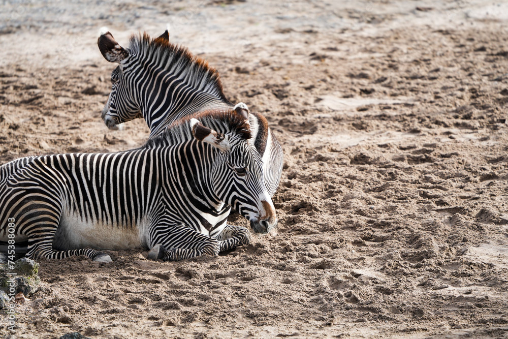 Fototapeta premium portrait of Zebras in the zoo - zebra - stripes