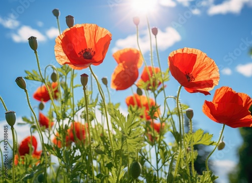 A field of red poppies. 