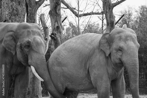 black and white portrait of an asian elephant in the zurich zoo, close up head shot photo