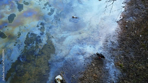 Ecological catastrophe oil spill in river water with stains of gasoline duck drinks poisoned water from an oil-polluted river animals as victims of harmful human activities, Kharkiv War in Ukraine	