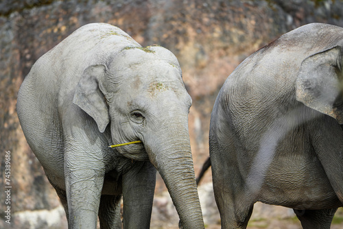 female asian elephant portrait in the zurich zoo photo