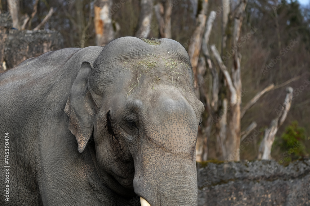Naklejka premium portrait of a male asian elephant