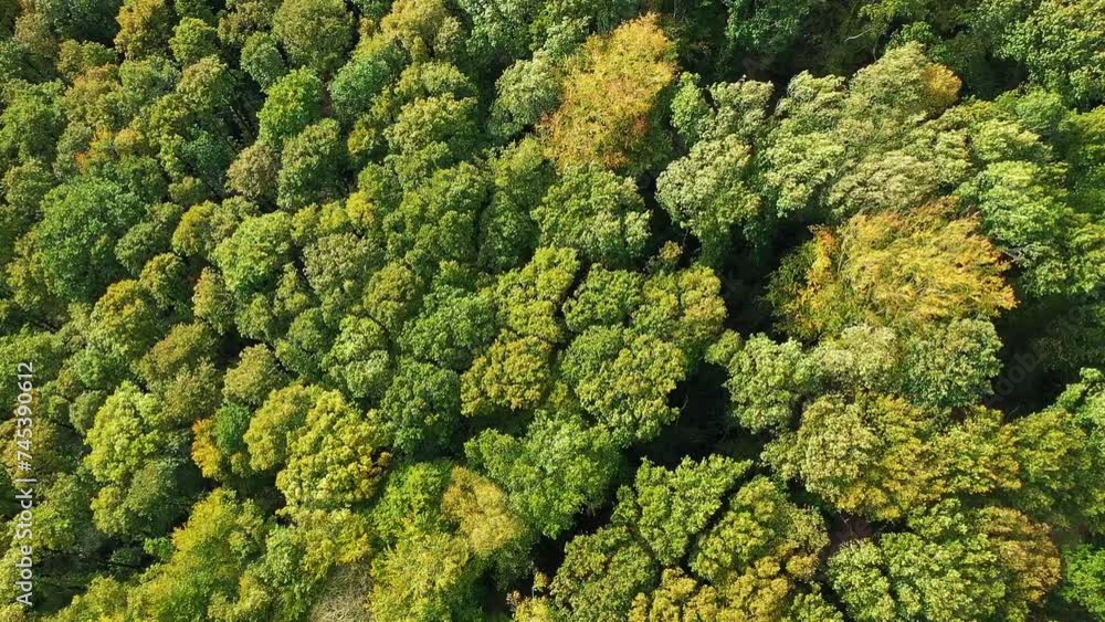 The green forests in autumn, in Europe, in France, in Normandy, towards Fecamp, on a sunny day. The green forests in autumn, in Europe, in France, in Normandy, towards Fecamp, on a sunny day.