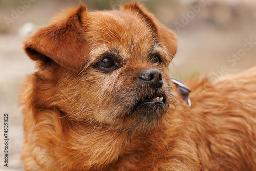 Photos Perro mestizo con deformación en los dientes y falta de piezas dentales a causa