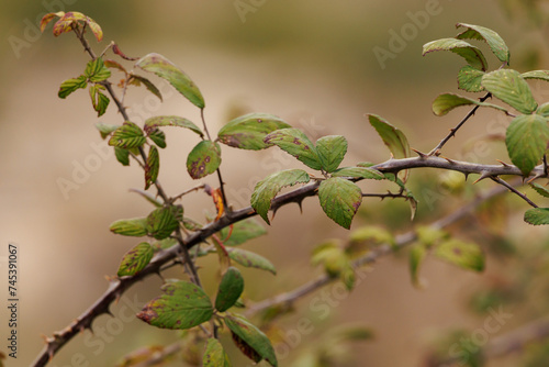 Ramas y hojas de zarzamora  Rubus ulmifolius  durante el invierno. Espa  a