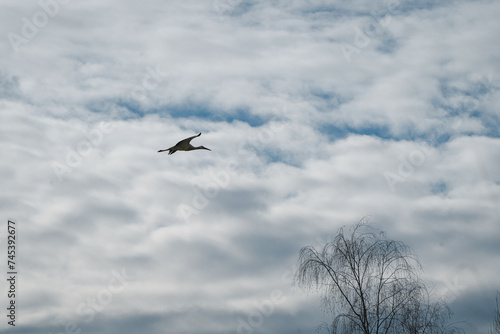 stork in flight - ooievaar - flying to build a nest in zurich zoo