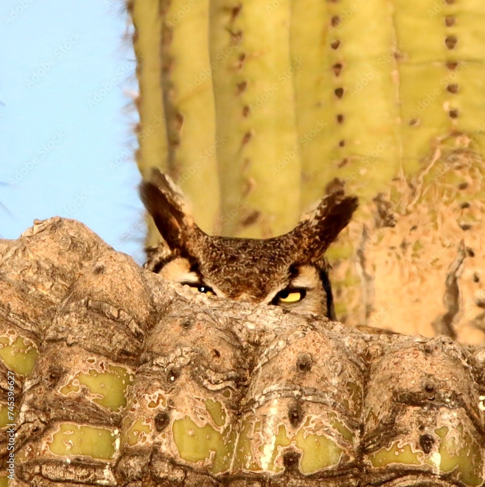 Obraz premium Great Horned Owl in Saguaro Nest