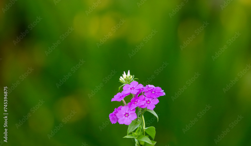 Beautiful wild growing flower phlox paniculata on meadow, photo consisting from wild growing flower phlox paniculata to grass meadow, wild growing flower phlox paniculata at herb meadow countryside Beautiful wild growing flower phlox paniculata on meadow, photo consisting from wild growing flower phlox paniculata to grass meadow, wild growing flower phlox paniculata at herb meadow countryside