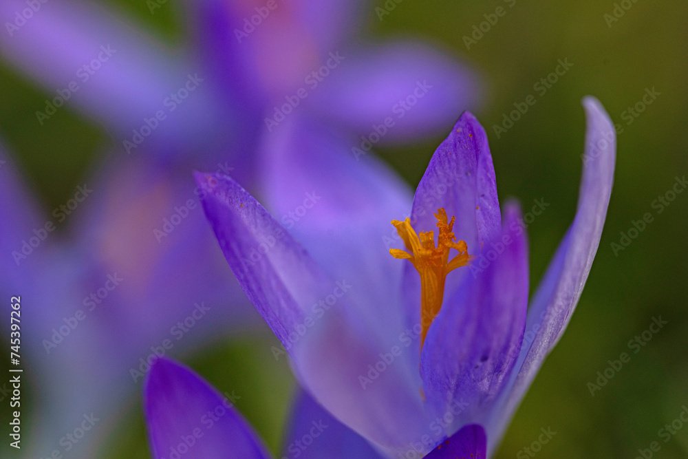 Fototapeta premium macro of a purple crocus flower