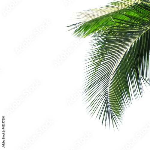 Coconut leaves on transparent background PNG