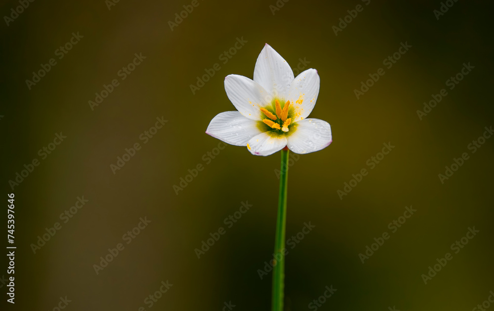 Zephyranthes candida is a species of rain lily native to South America. Zephyranthes candida is a species of rain lily native to South America.