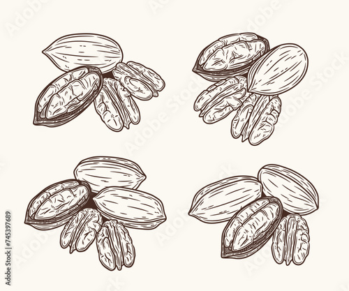 Set of vector pecan hand-drawn illustrations. Shelled and cracked pecan nuts. Nut kernels and shells