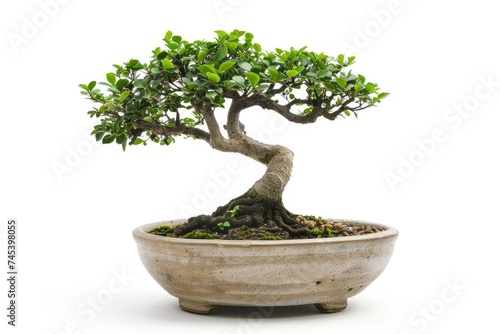 Bonsai tree in ceramic pot isolated on white