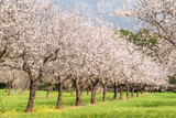 flowering almond trees, Biniazar, farm of Arab origin, Bunyola, Majorca, Balearic Islands, Spain