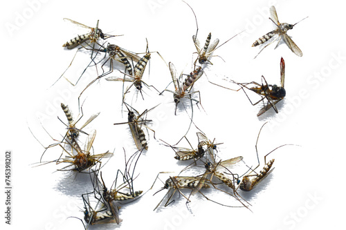 Many dead Aedes aegypti mosquitoes on PNG transparent background for use in advertising mosquito repellent, mosquito exterminator.