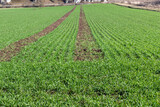young green wheat growing in the field background