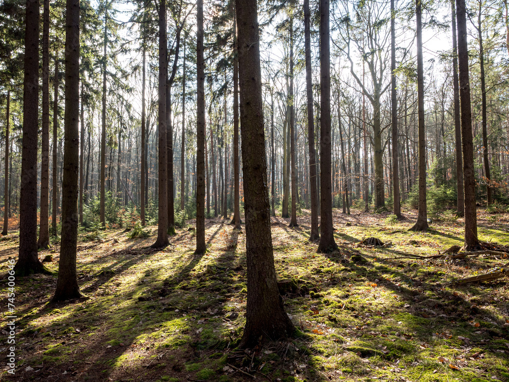 Obraz premium Trees in the forest