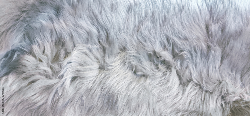 Silver white animal fur texture background Silver white animal fur texture background