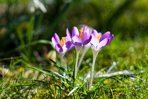 spring crocus flowers