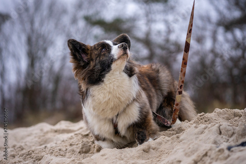 Międzyzdroje, Polska, 02.28.2024 - piękna wczesno wiosenna pogoda na wybrzeżu Morza Bałtyckiego. Pies Corgi na plaży.
