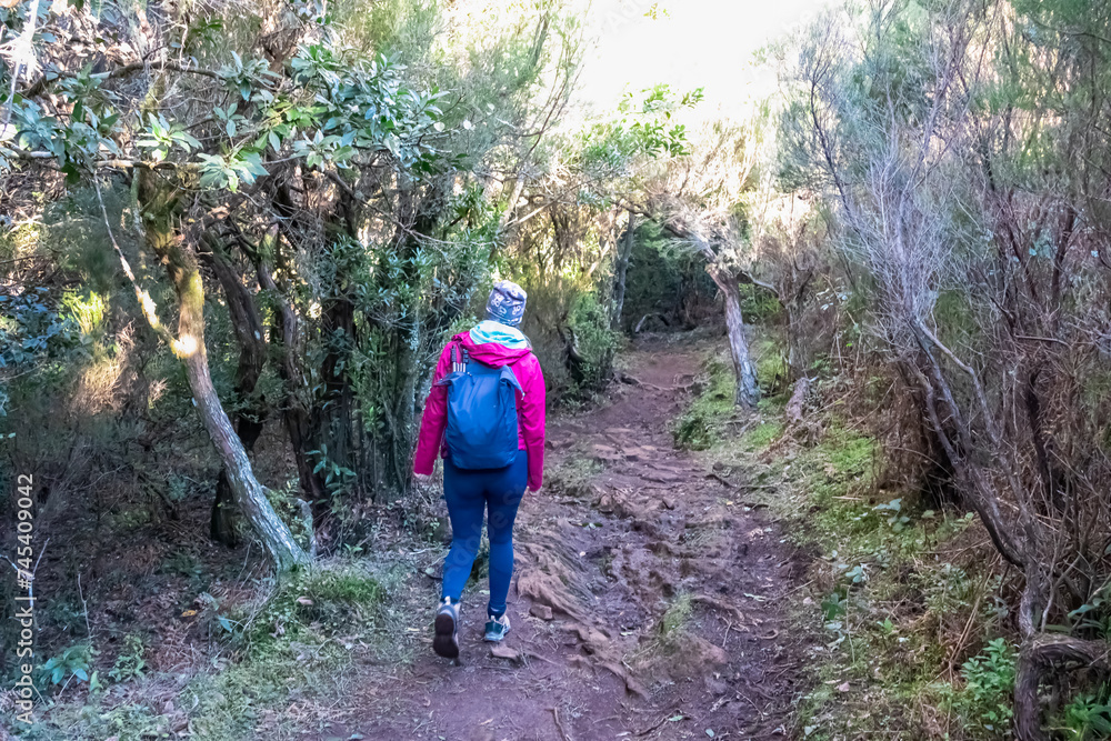Obraz premium Hiker woman on mystical Levada walk in evergreen subtropical Laurissilva forest Fanal, Madeira island, Portugal, Europe. Idyllic trail along evergreen laurel trees. Dense diversified fauna vegetation