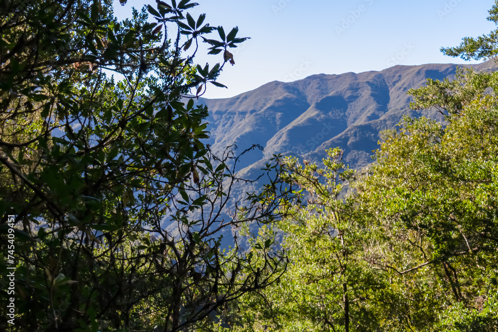 Panoramic view of lush fresh green mountains and hills seen from subtropical Laurissilva forest Fanal, Madeira island, Portugal, Europe. Idyllic trail along laurel trees. Dense diversified fauna Panoramic view of lush fresh green mountains and hills seen from subtropical Laurissilva forest Fanal, Madeira island, Portugal, Europe. Idyllic trail along laurel trees. Dense diversified fauna