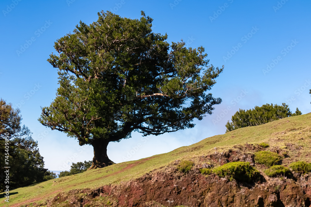 Evergreen laurel trees (Ocotea foetens) in ancient subtropical Laurissilva forest of Fanal, Madeira island, Portugal, Europe. Idyllic hiking trail on lush green meadow on sunny day with clear blue sky Evergreen laurel trees (Ocotea foetens) in ancient subtropical Laurissilva forest of Fanal, Madeira island, Portugal, Europe. Idyllic hiking trail on lush green meadow on sunny day with clear blue sky