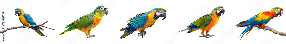 Set of blue and gold macaw perched on a branch, cut out - stock png.