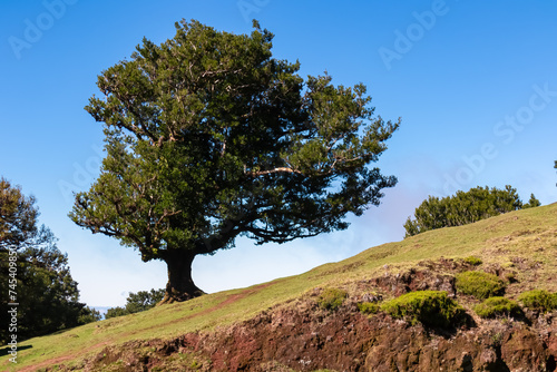 Evergreen laurel trees (Ocotea foetens) in ancient subtropical Laurissilva forest of Fanal, Madeira island, Portugal, Europe. Idyllic hiking trail on lush green meadow on sunny day with clear blue sky