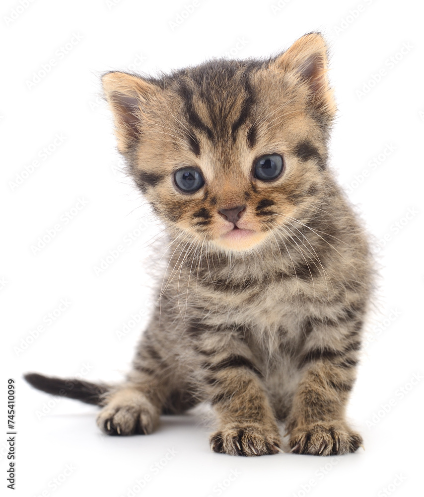 Kitten on white background. Kitten on white background.