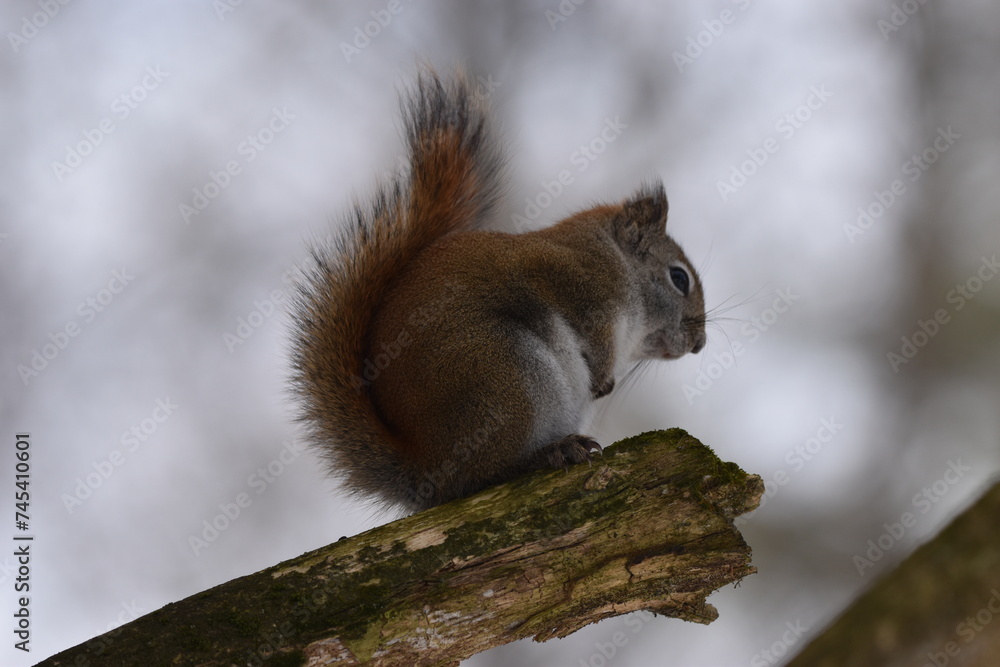Fototapeta premium La Plaine 25 Février 2024