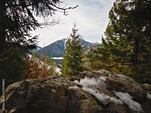 Tree in front of the mountain, Tatra Mountains, Poland, 