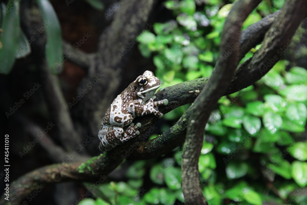 frog on tree frog on tree