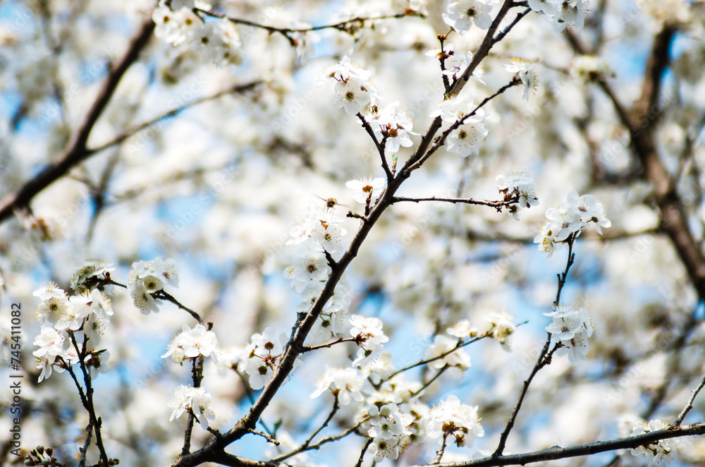 Abundance of cherry tree flowers in blossom Abundance of cherry tree flowers in blossom