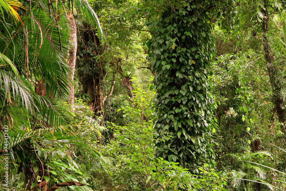 Rainforest Scenery with creek and cascades south of Cairns, Queensland, Australia Rainforest Scenery with creek and cascades south of Cairns, Queensland, Australia